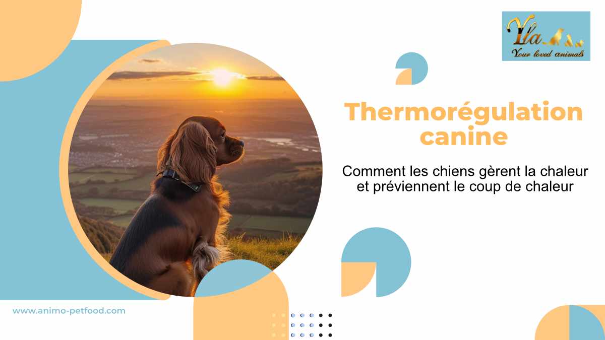 mécanismes-de-thermorégulation-pour-protéger-les-chiens-du-coup-de-chaleur